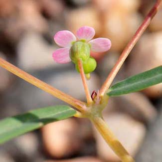 Chamaesyce florida, Chiricahua Mountain Sandmat, Southwest Desert Flora<